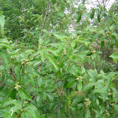 Dwarf Chinkapin Oak