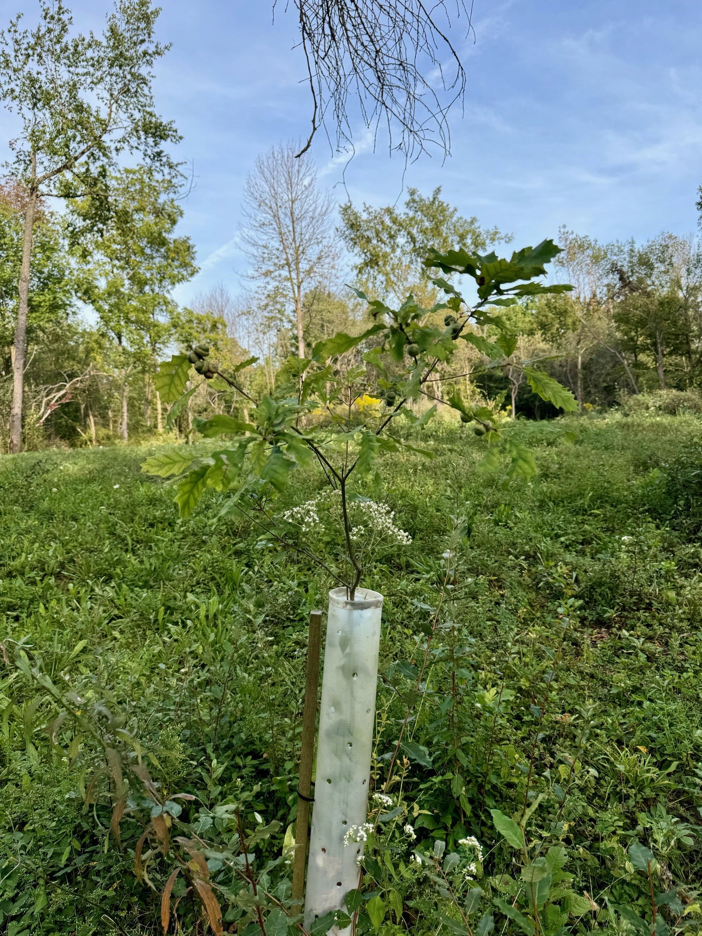 3 Year old Dwarf Chinkapin in a 48" Miracle Tube Tree Grow tube. 