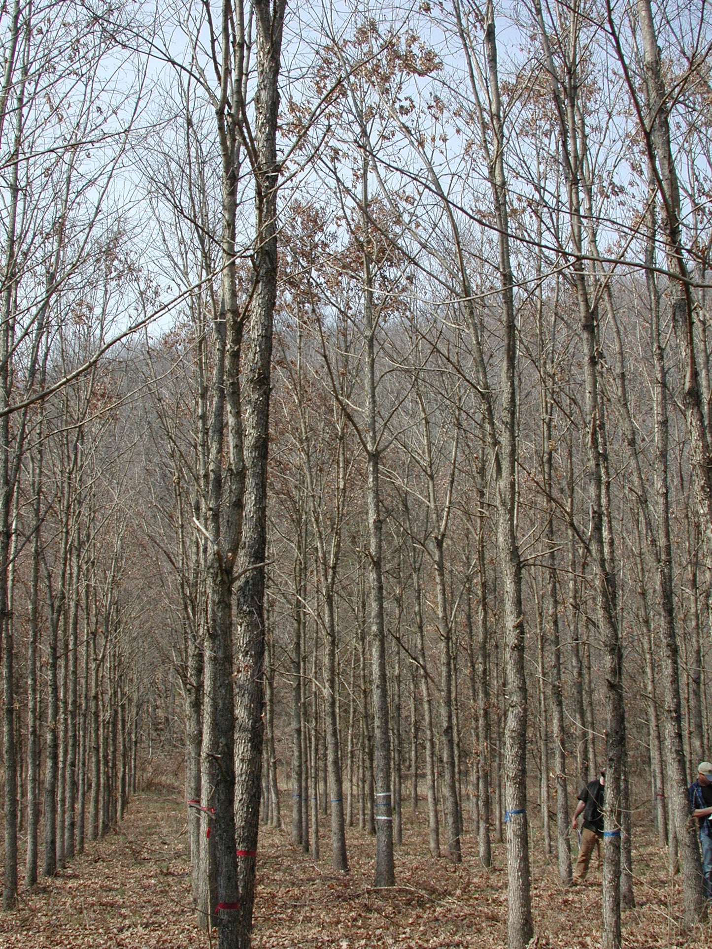 Purdue HTIRC Timber Select White Oak Seedling (Quercus alba)