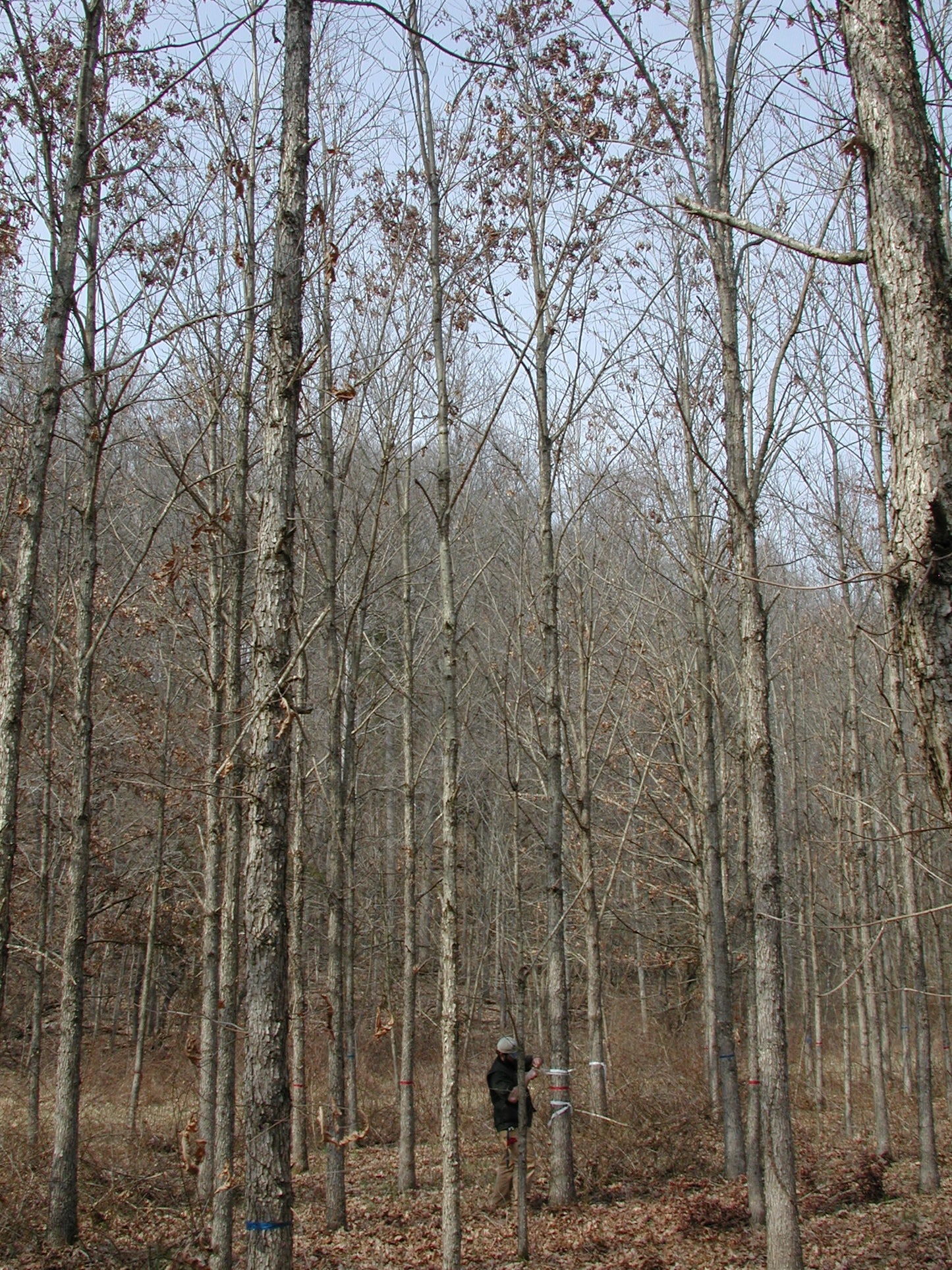 Purdue HTIRC Timber Select White Oak Seedling (Quercus alba)