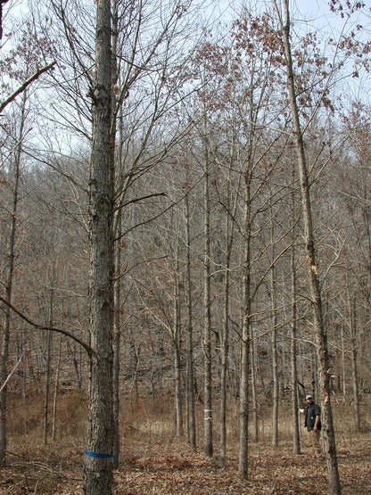 Purdue HTIRC Timber Select White Oak Seedling (Quercus alba)