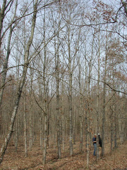 White Oak (Quercus alba L.) in the forest