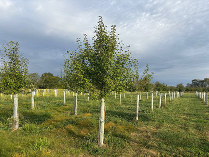 Granddad Pear Tree, 4 years old. This tree was started in a 60" Miracle Tube from Tree Pro.