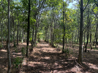 Hybrid Butternut plantation at Purdue Hardwood Tree Improvement Research Center.