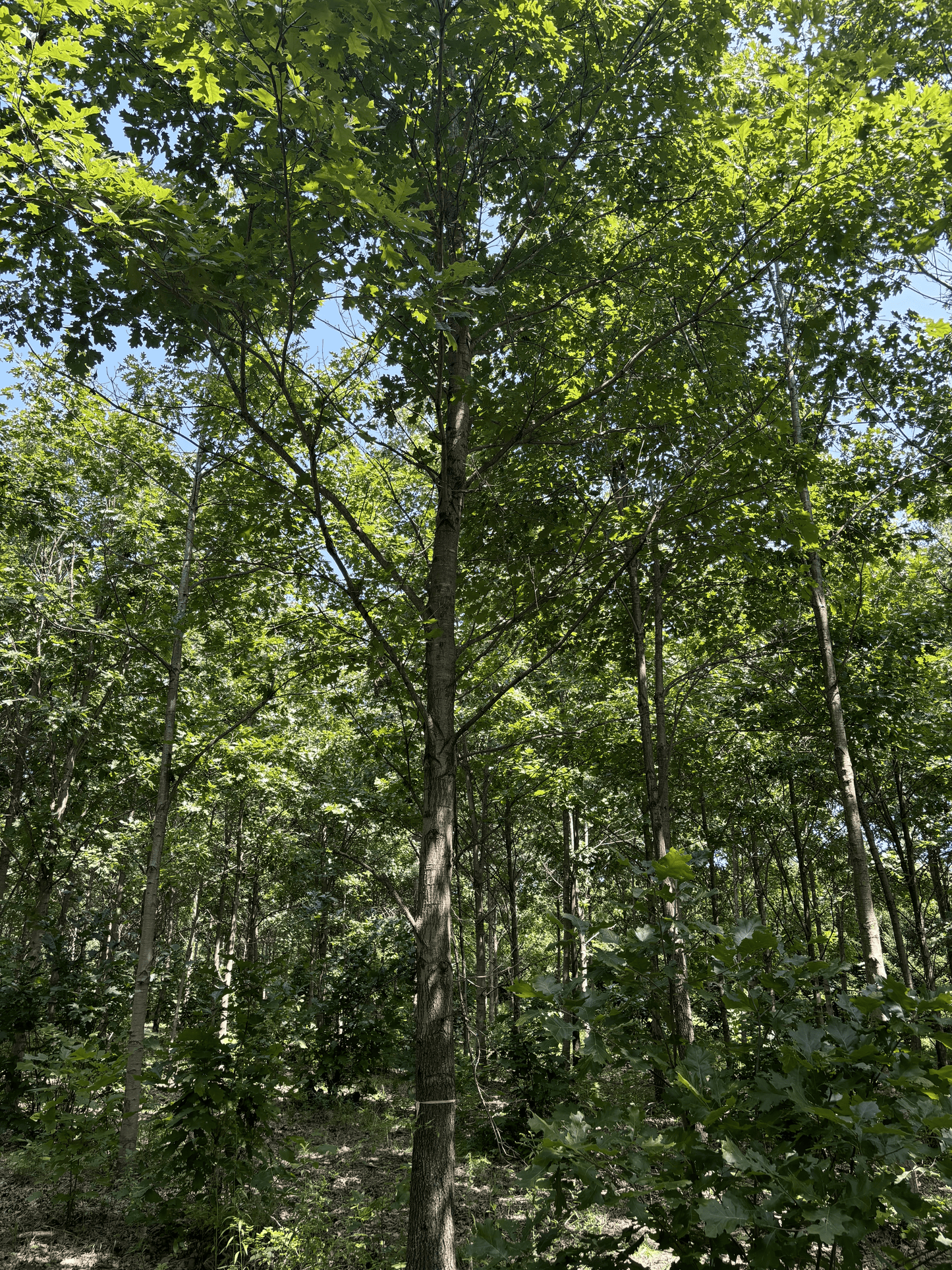 Northern Red at at the Purdue HTIRC Tree Farm. The seedlings we sell are in conjunction with Purdue University. 