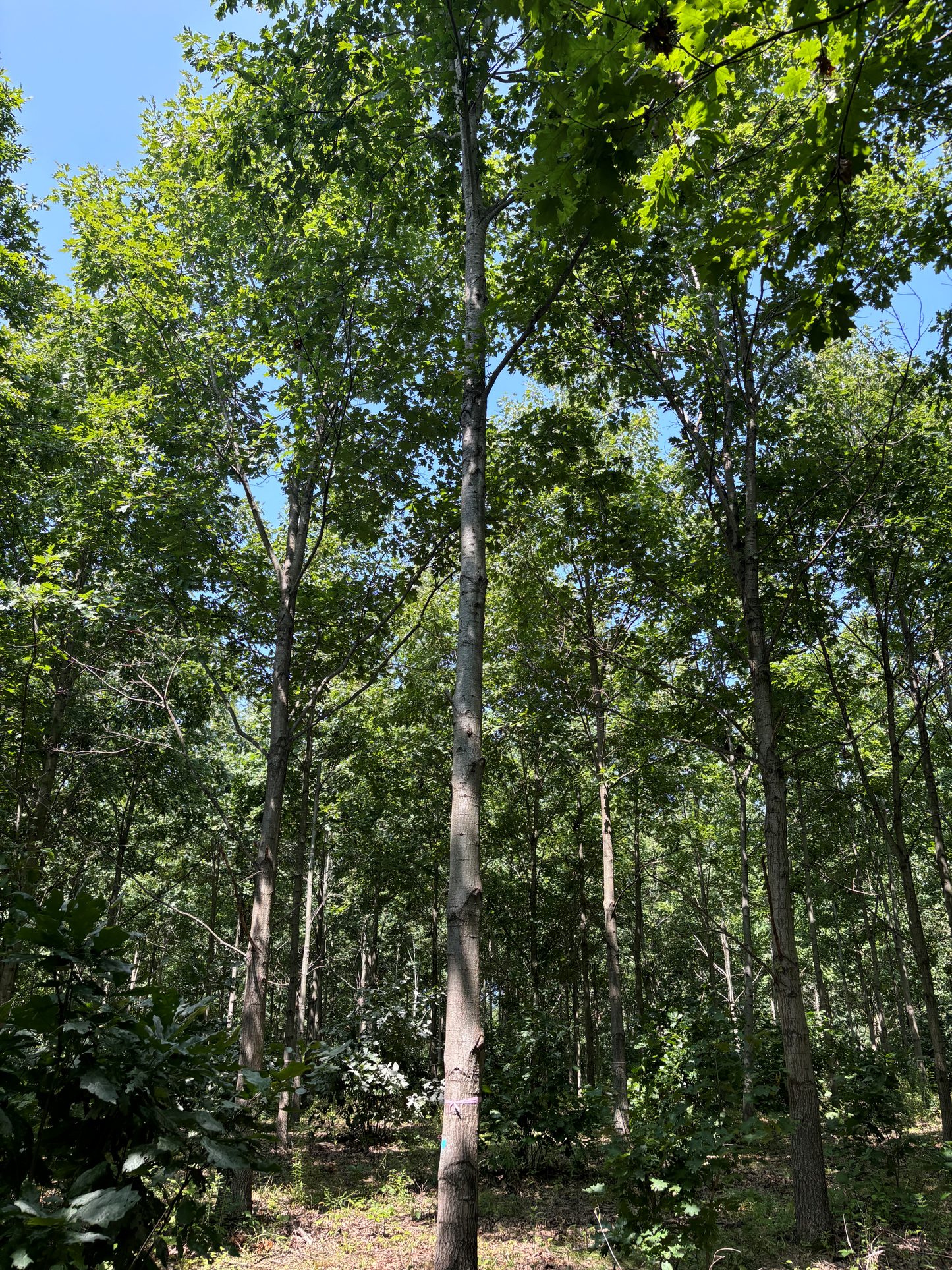 Purdue Timber Select Northern Red Oak from Purdue HTIRC Tree Farm in West Lafayette. 