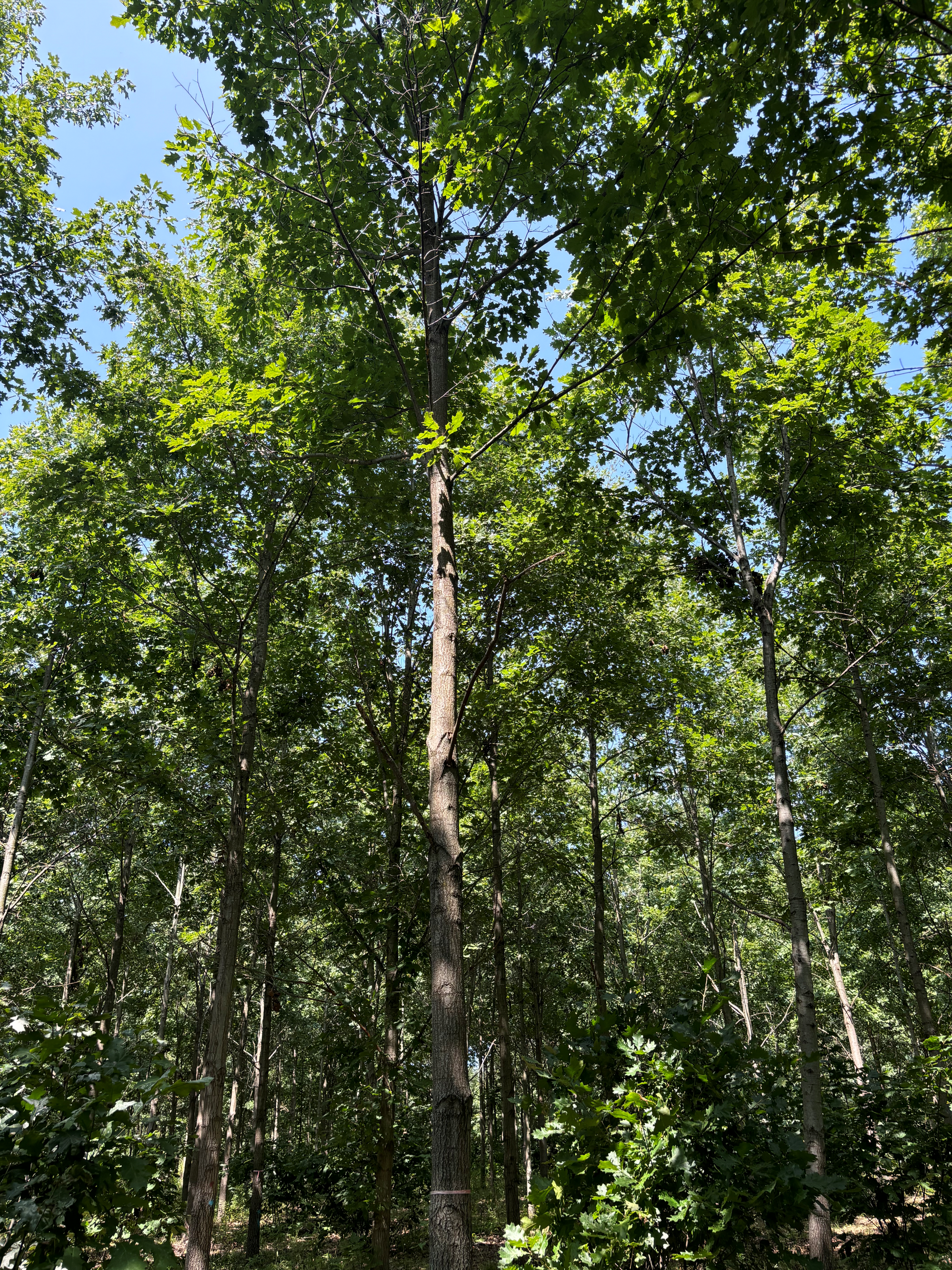 Purdue Timber Select Northern Red Oak at the Purdue HTIRC Tree Farm. These selections are some of the parent trees for our seedling offerings. 