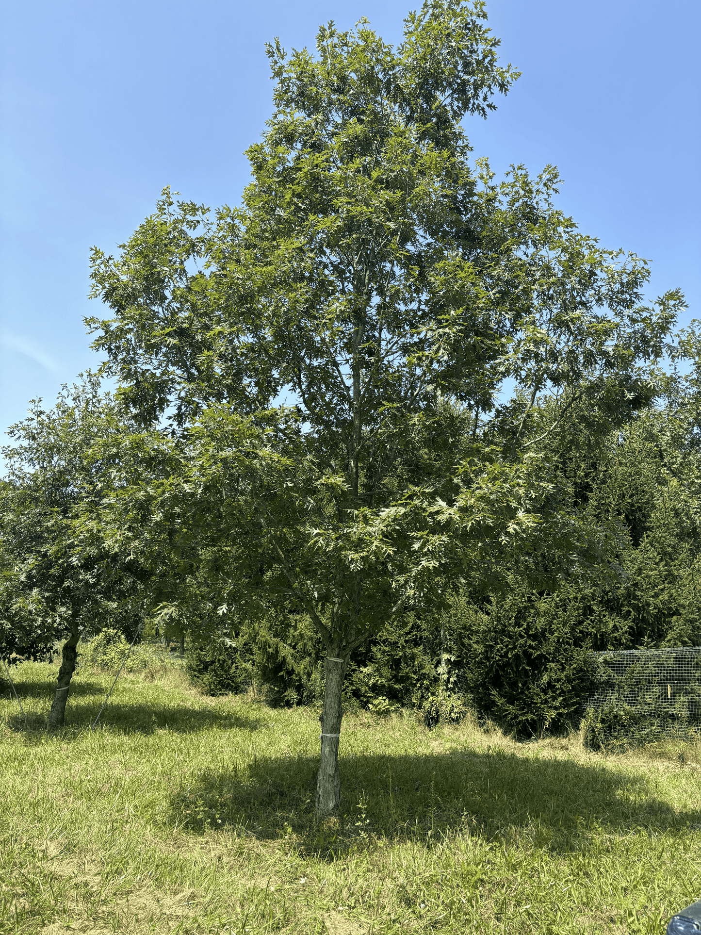 Grafted Precocious White Oak from the Purdue HTIRC Research Farm.