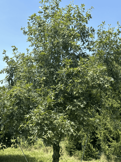 Grafted Precocious White Oak at the Purdue HTIRC Research Farm.