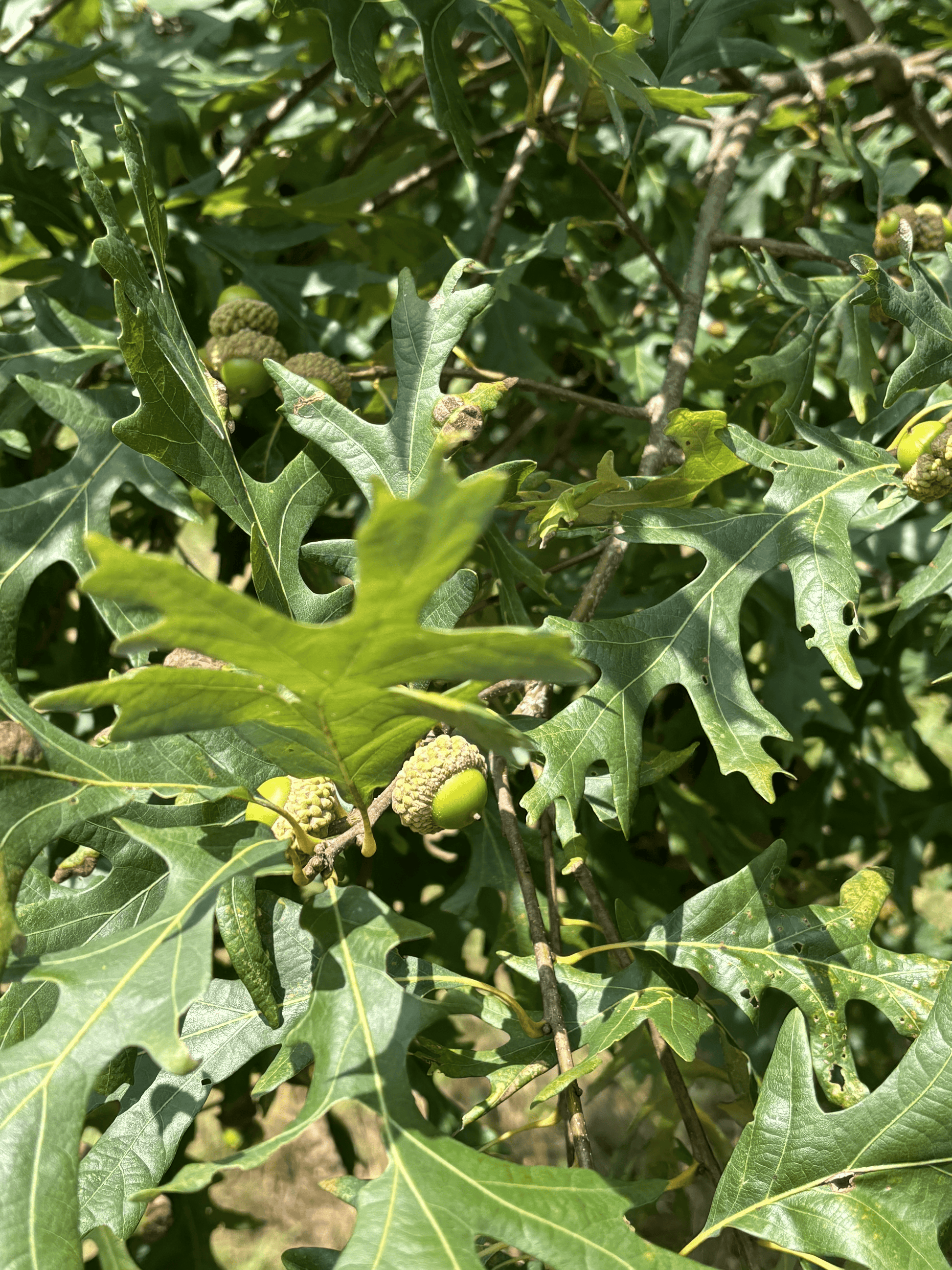 Branch on Precocious White Oak.