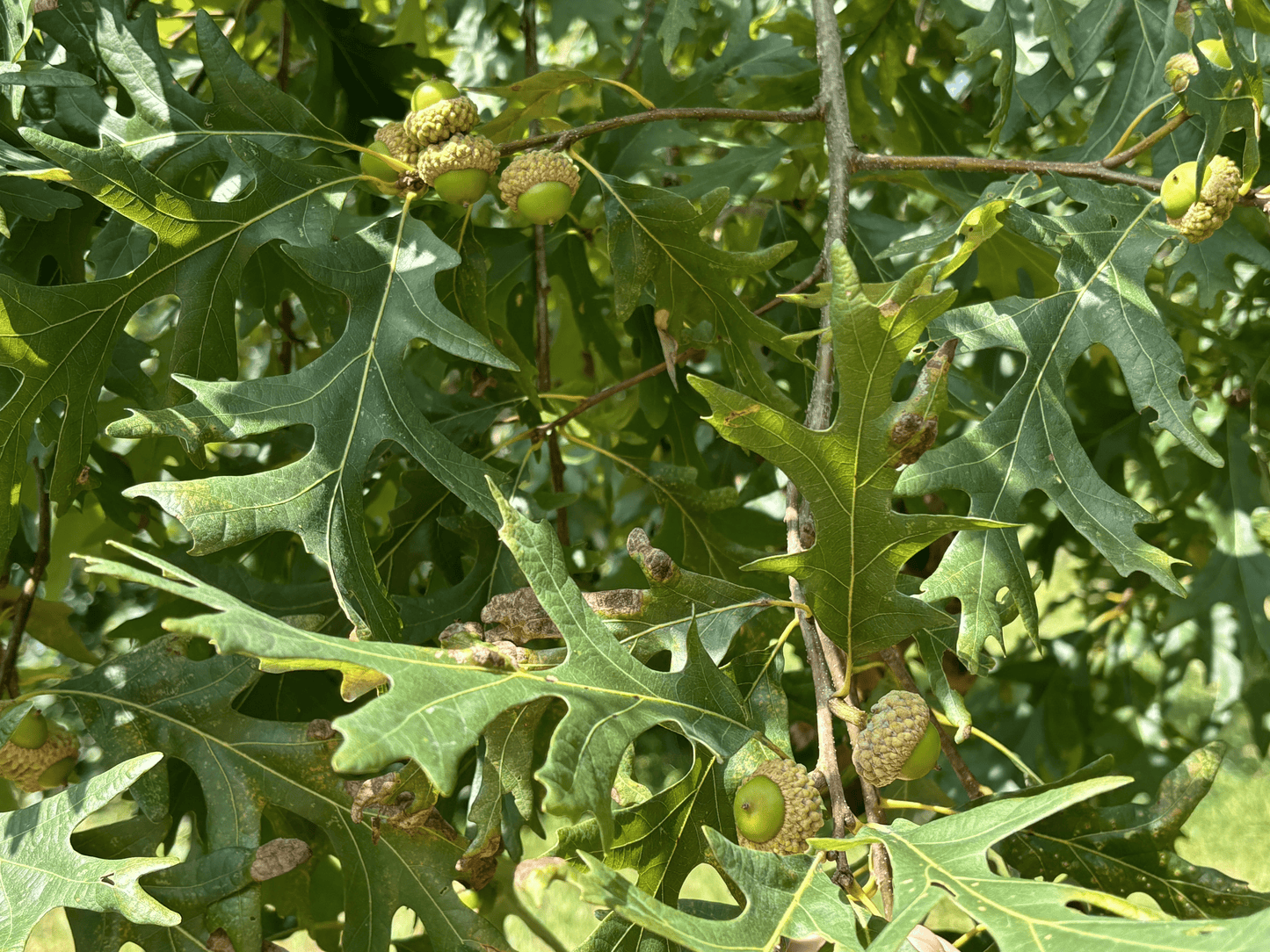 Branch showing Acorns on a Precocious White Oak at the Purdue HTIRC Research Farm.